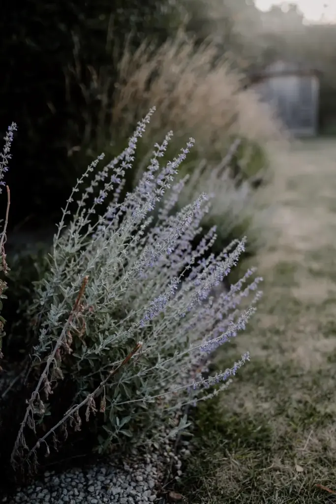 Russian sage lavender haze clouding a wide fall border at dusk light