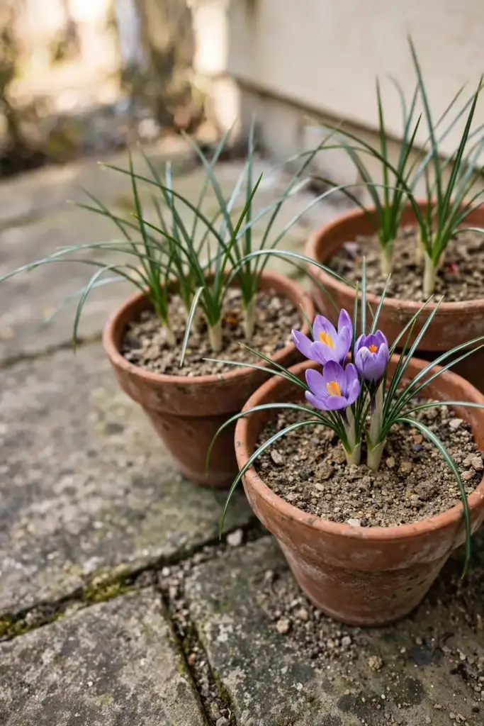 Terracotta pots of saffron crocus with grassy leaves on a sunny patio