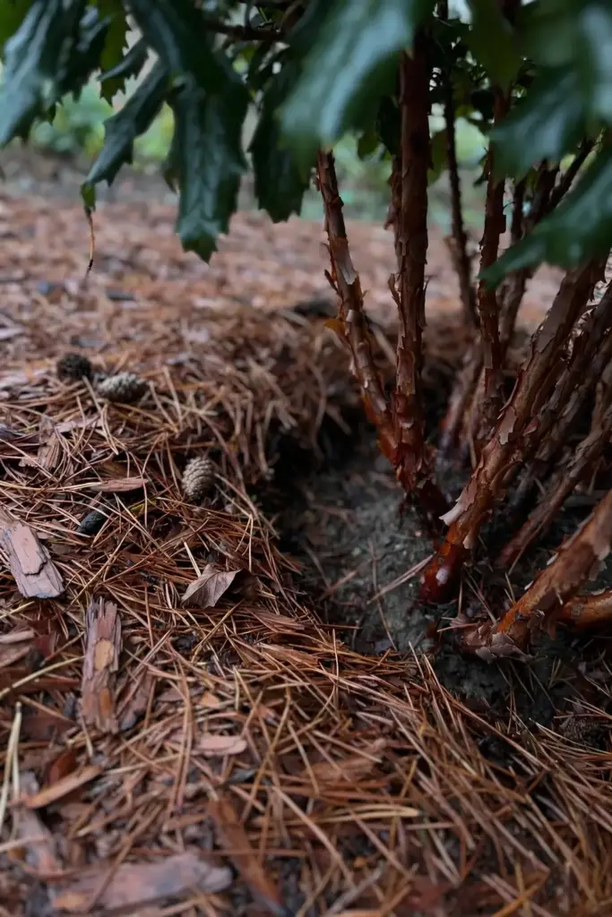 Pine needle mulch ring around the base of a salal shrub
