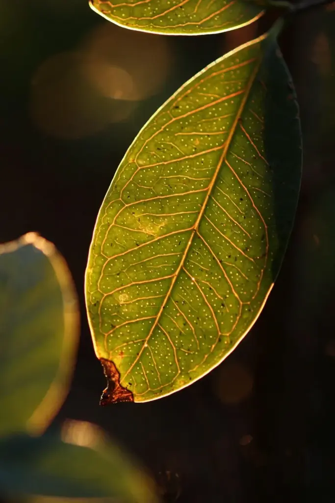 Single glossy salam leaf backlit showing the strong midrib and looping veins