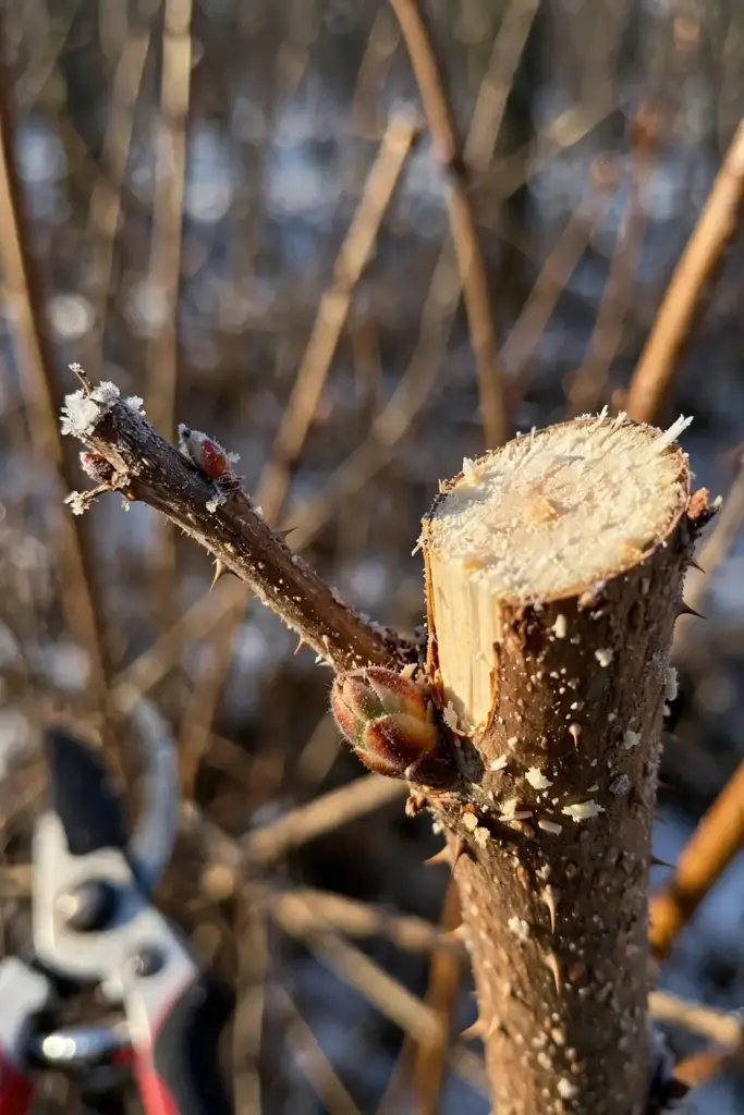 Freshly cut salmonberry cane stub showing pale wood beside pruning shears
