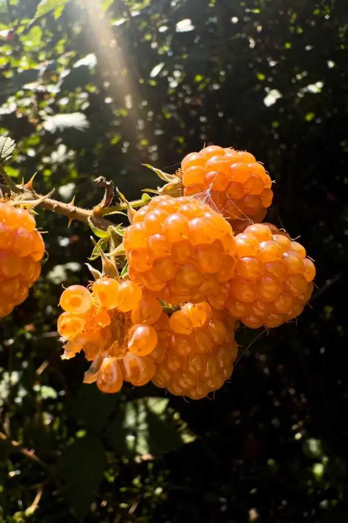 Close cluster of ripe salmonberries glowing in dappled light on the cane
