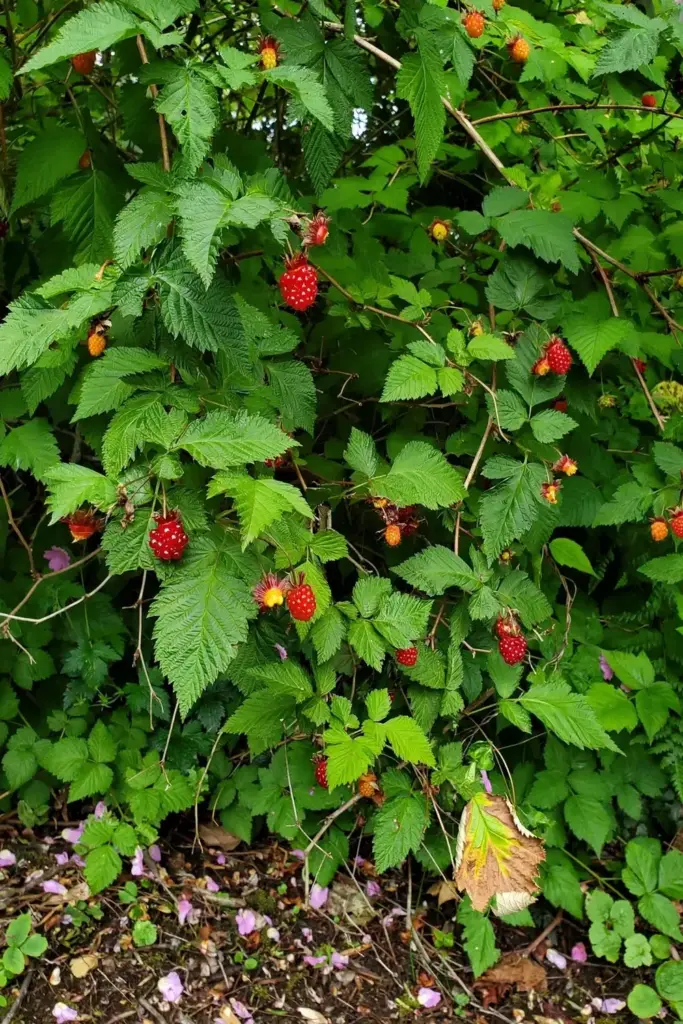 Flourishing salmonberry thicket at a woodland garden edge in summer