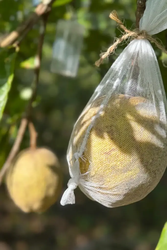 Santol fruit protected by a breathable mesh bag hanging on the tree