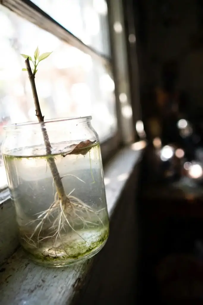 Sarguelas cutting standing in a glass jar of water on a windowsill
