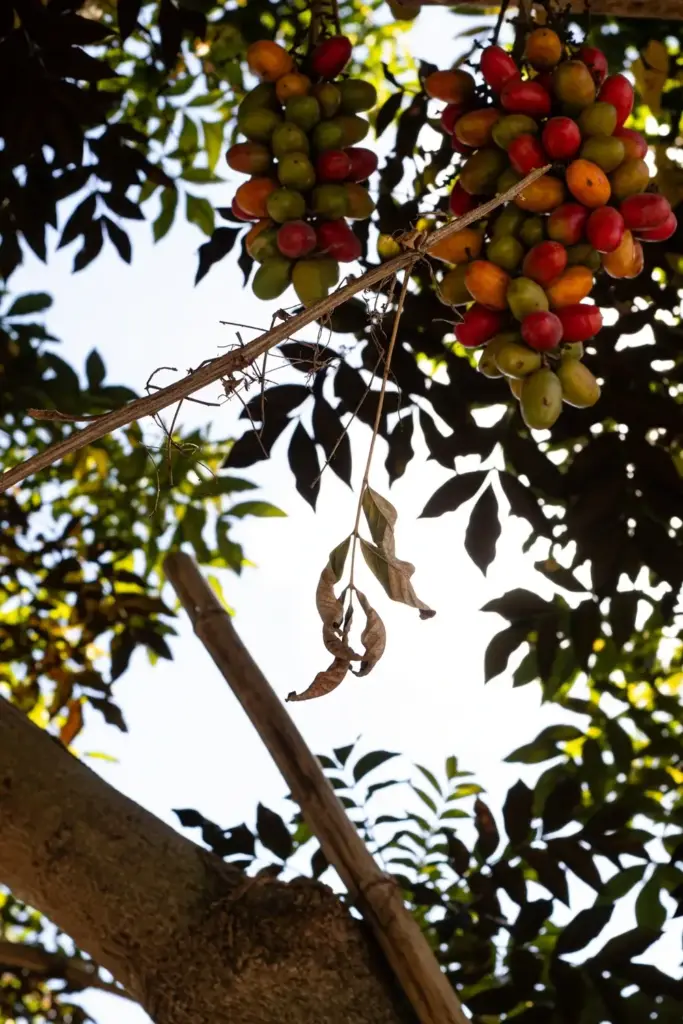 Sarguelas tree with ripening fruit clusters seen through its canopy