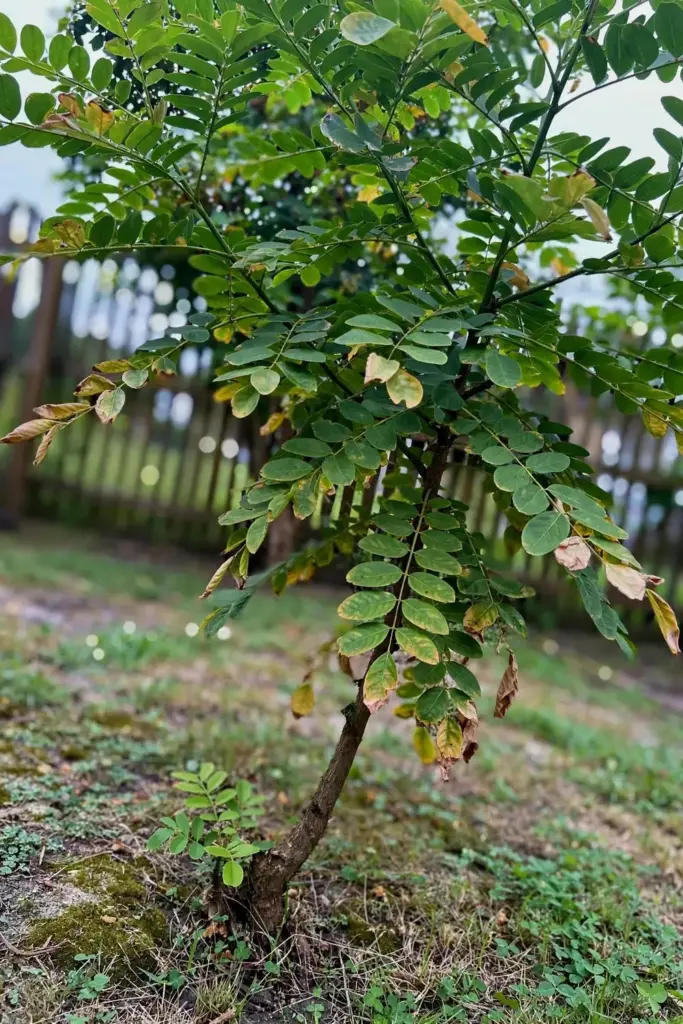 Healthy sarguelas tree with full leaves but no fruit on its branches