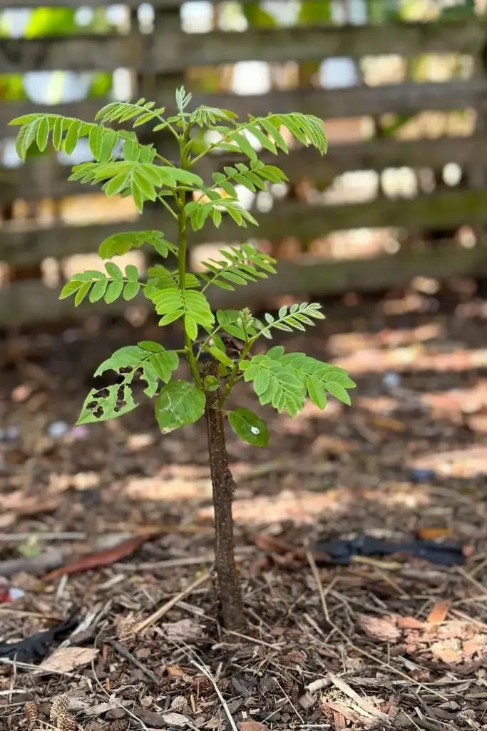 Young sarguelas sapling with fresh shoots in a garden bed