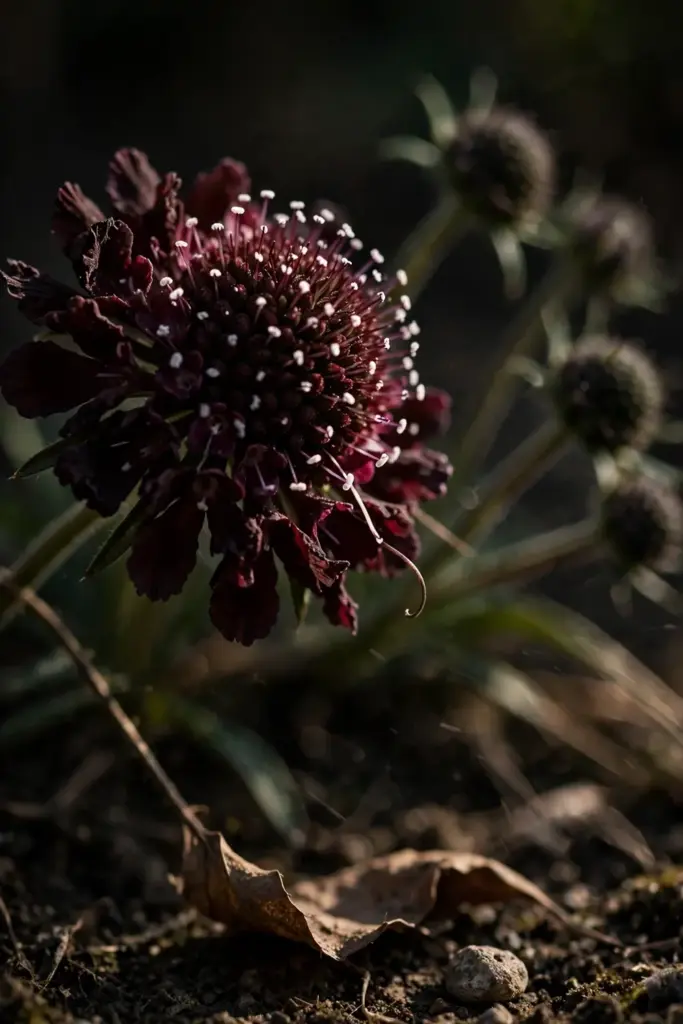 Close-up of a dark burgundy scabiosa pincushion bloom