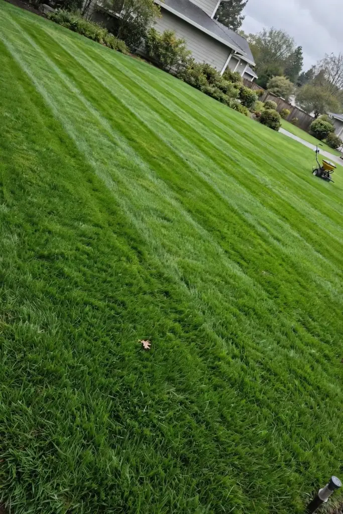 Thick even green lawn with a mowed stripe pattern under overcast light.