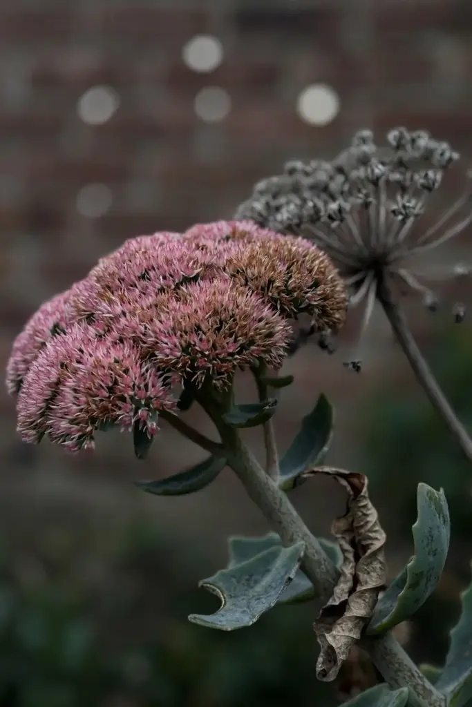 Dusty-pink sedum Autumn Joy flower heads on thick stems