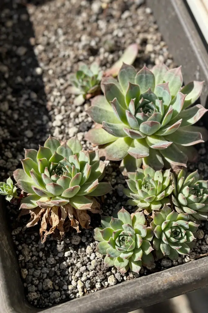 Sedum rosettes and hens-and-chicks in gritty soil, close detail