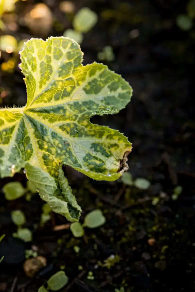 Seedling cucurbit leaf with green veinbanding and chlorotic mottle.