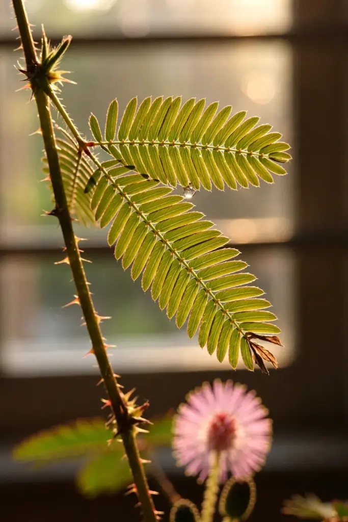 Single backlit sensitive plant leaf showing bipinnate leaflets and a prickly stem