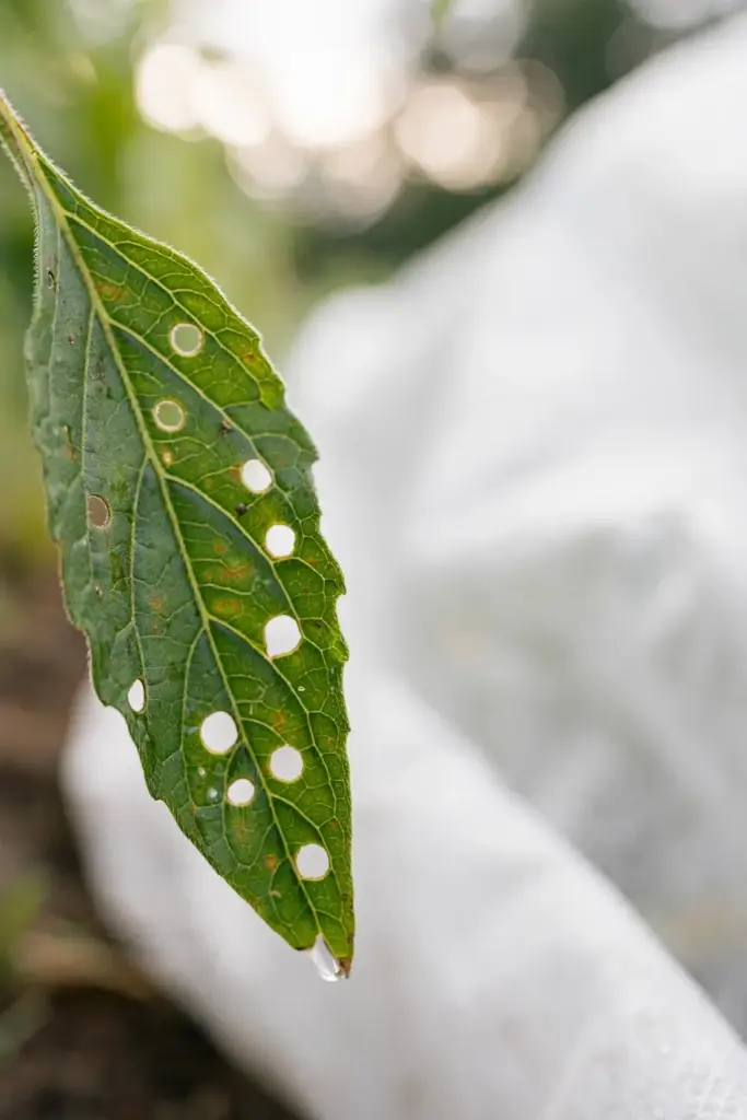 Sesame leaf with small flea beetle feeding holes beside floating row cover