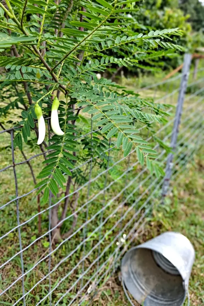 Sesbania grandiflora tree behind a low wire fence with a feed bucket kept outside the fence