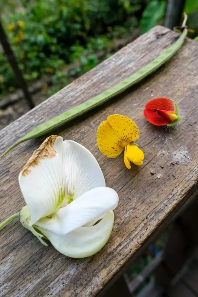 Sesbania grandiflora white flower beside a yellow sesban flower and a red rattlebox flower for comparison