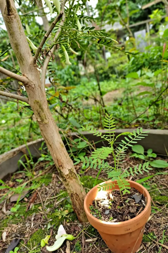 Old flowering sesbania grandiflora tree beside a young potted replacement seedling