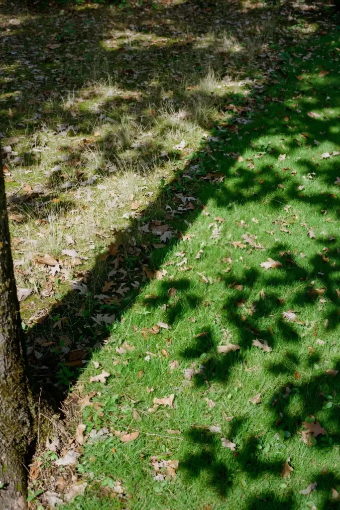 Thin lawn under a tree canopy with a shadow line across the turf