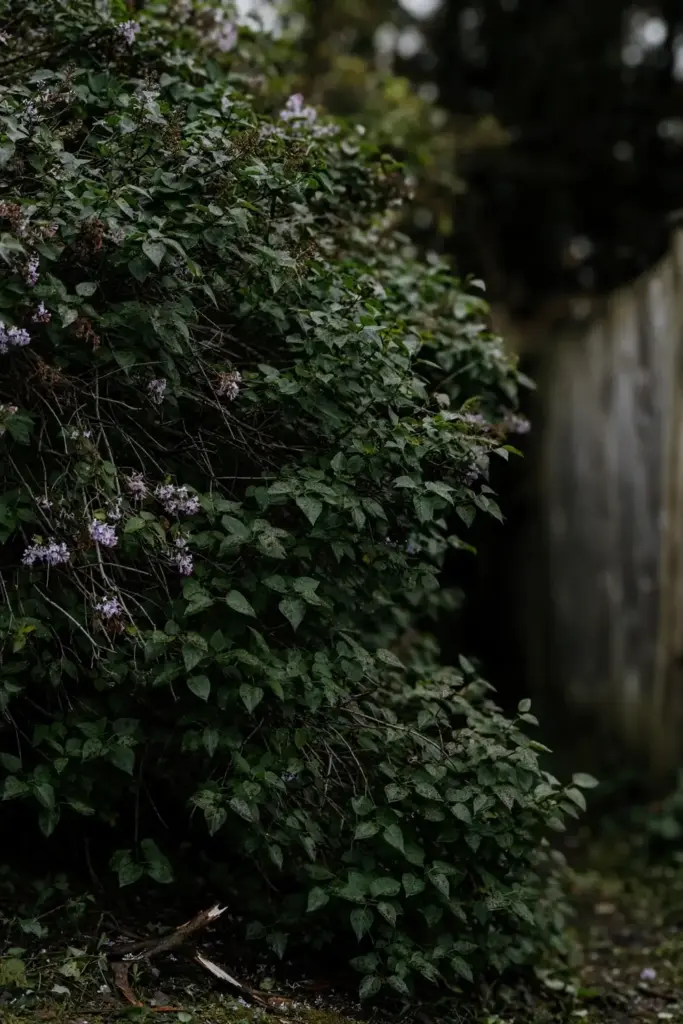 Crowded lilac shrubs in deep shade with damp spotted foliage inside the canopy.