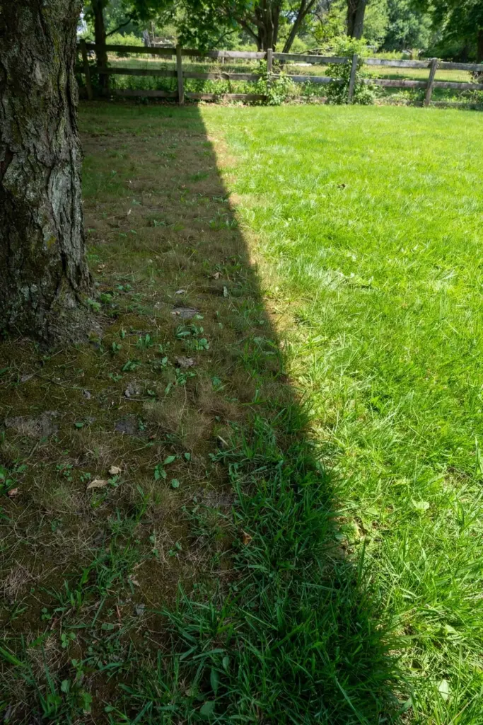 Lawn split between deep tree shade on one side and full sun on the other