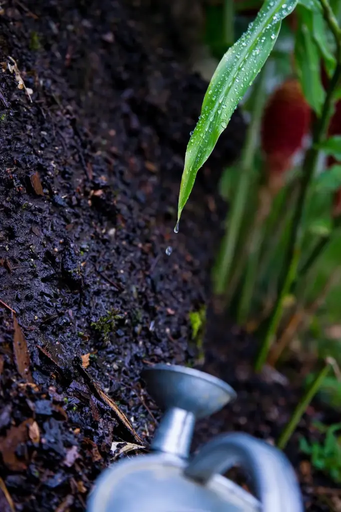 Wet soil and a shampoo ginger leaf beaded with water after watering
