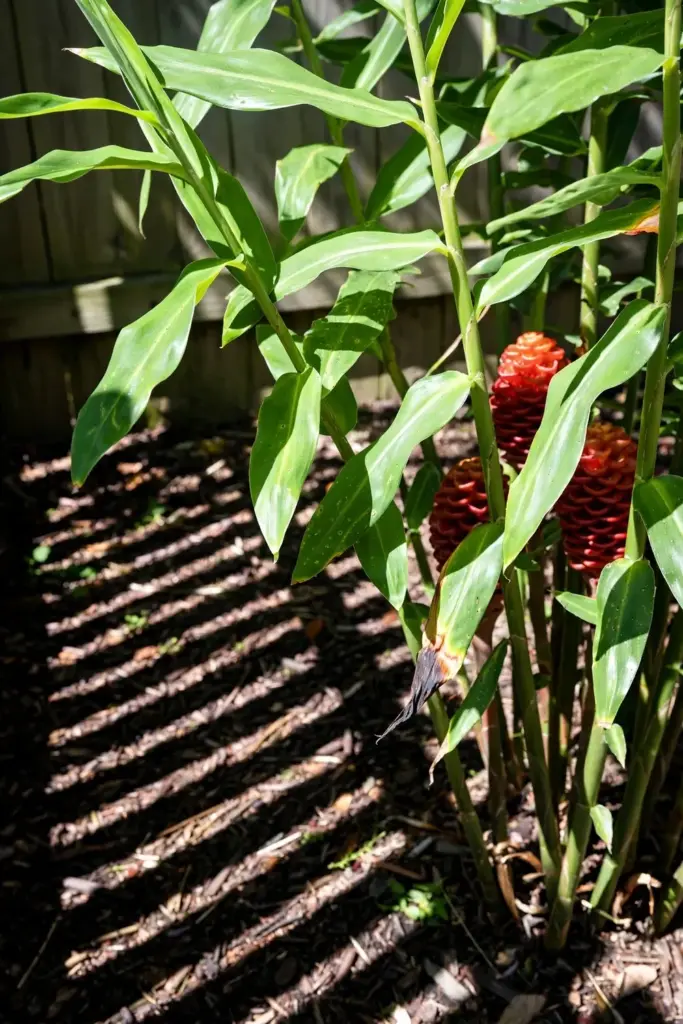 Shampoo ginger clump in dappled morning light with fence shade behind