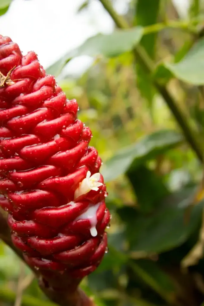 Ripe red shampoo ginger cone with water droplets, macro view