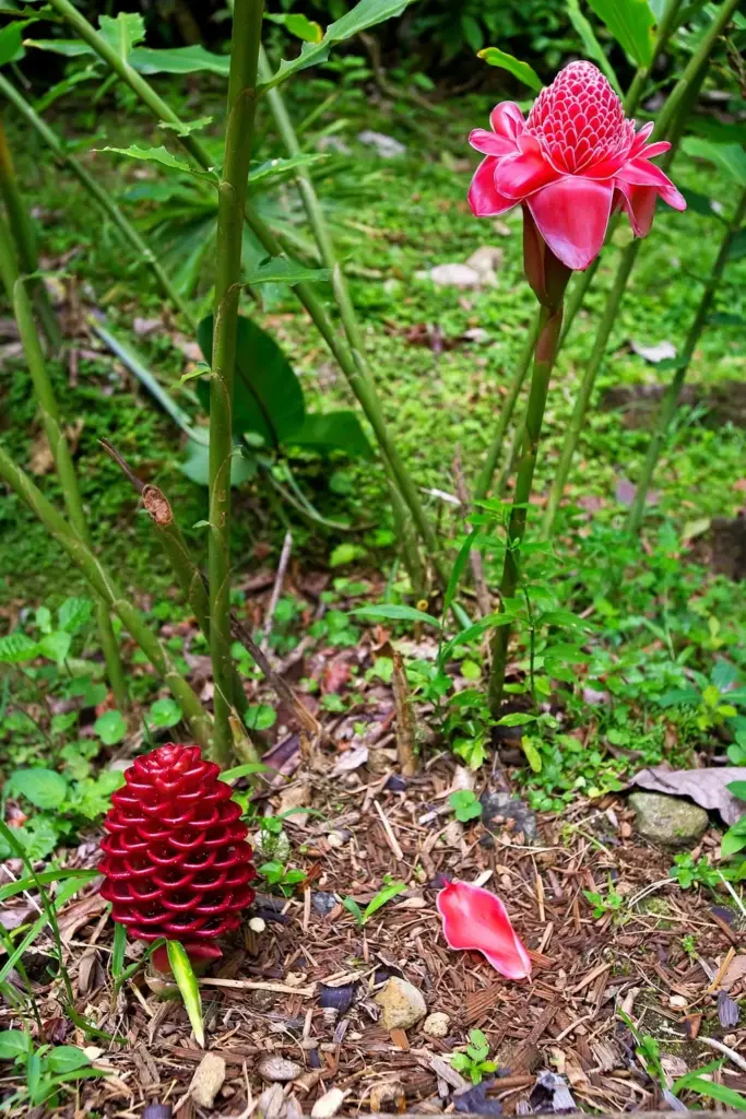 Shampoo ginger cone at ground level beside a tall torch ginger bloom