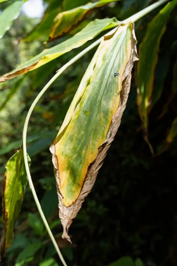 Shampoo ginger leaf with yellowing margin and a limp stem