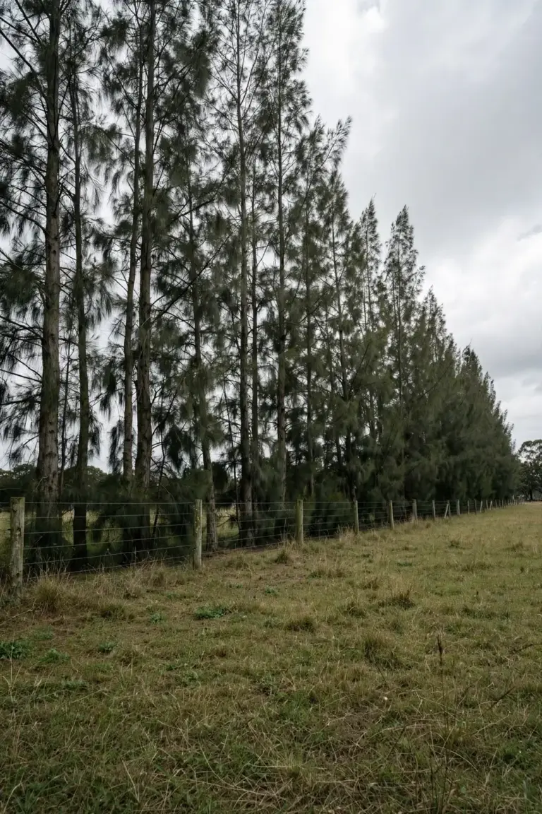 Row of tall she-oak trees forming a windbreak beside a paddock