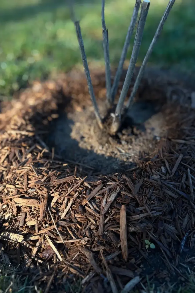 Flat mulch ring around a shrub with a clear gap at the stems