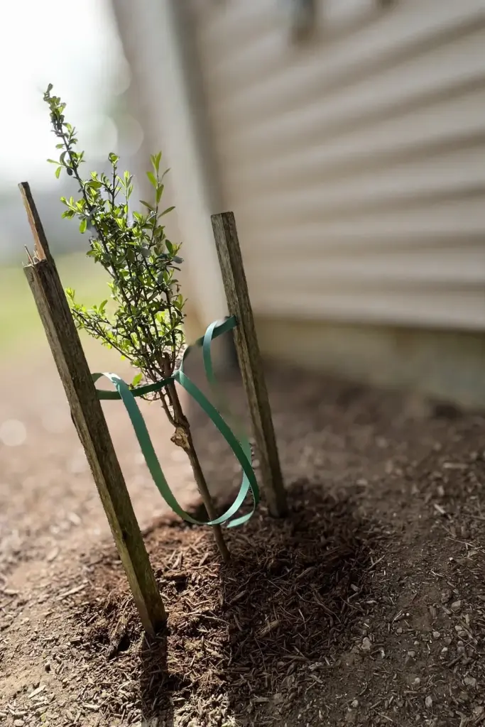 Young shrub supported by two wooden stakes with flexible ties