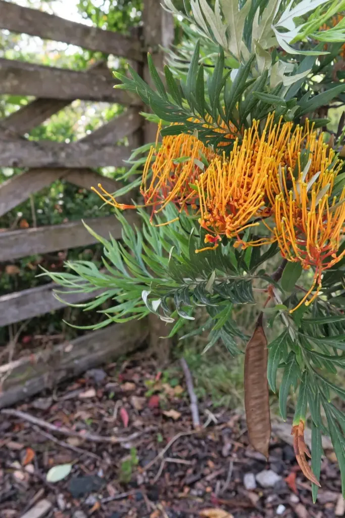 Silky Oak branch with divided fern like leaves and golden brush flowers