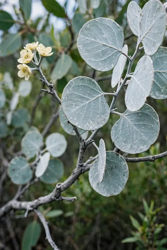 Round silver-blue leaves of a silver-leaved mountain gum with white waxy coating