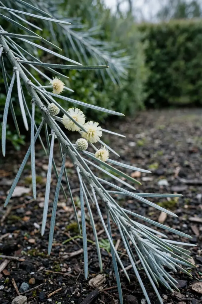 Silver Wattle branch with silvery blue phyllodes and pale cream heads