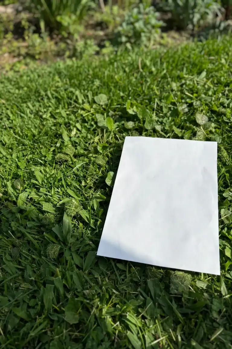 Paper certificate resting on a healthy Sir Walter lawn in morning light