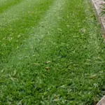 Broad soft-leaf Sir Walter Buffalo lawn in full sun with a mowing stripe