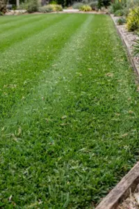 Broad soft-leaf Sir Walter Buffalo lawn in full sun with a mowing stripe