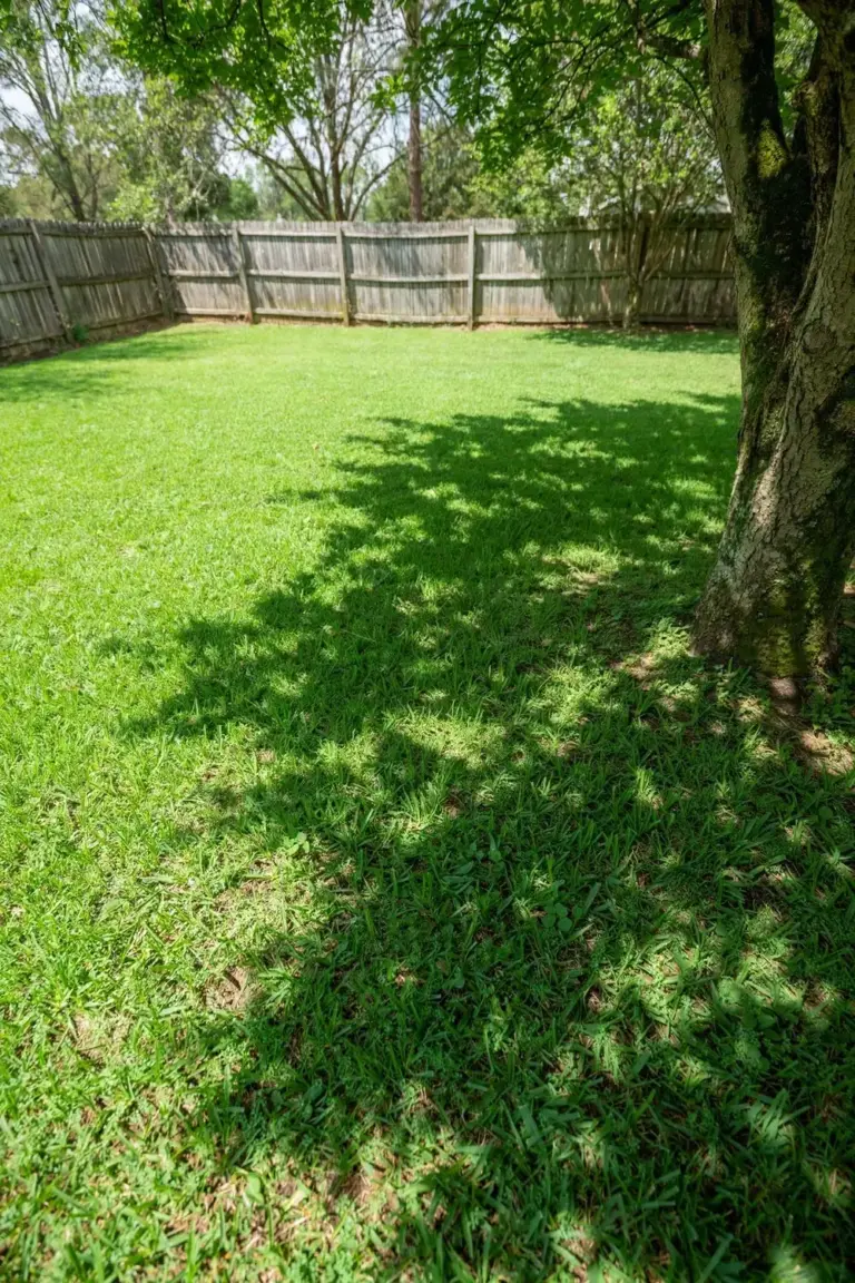 Sir Walter lawn with a sunlit patch beside a shaded patch under a tree