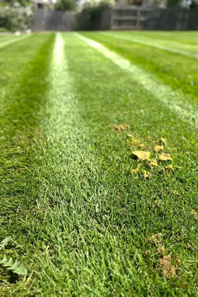 Freshly mowed lawn with stripes and scattered tiny yellow slime mold fragments
