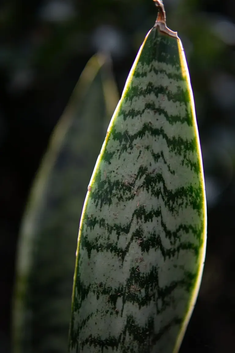 Close-up of snake plant leaf showing dark green and gray-green cross-banding