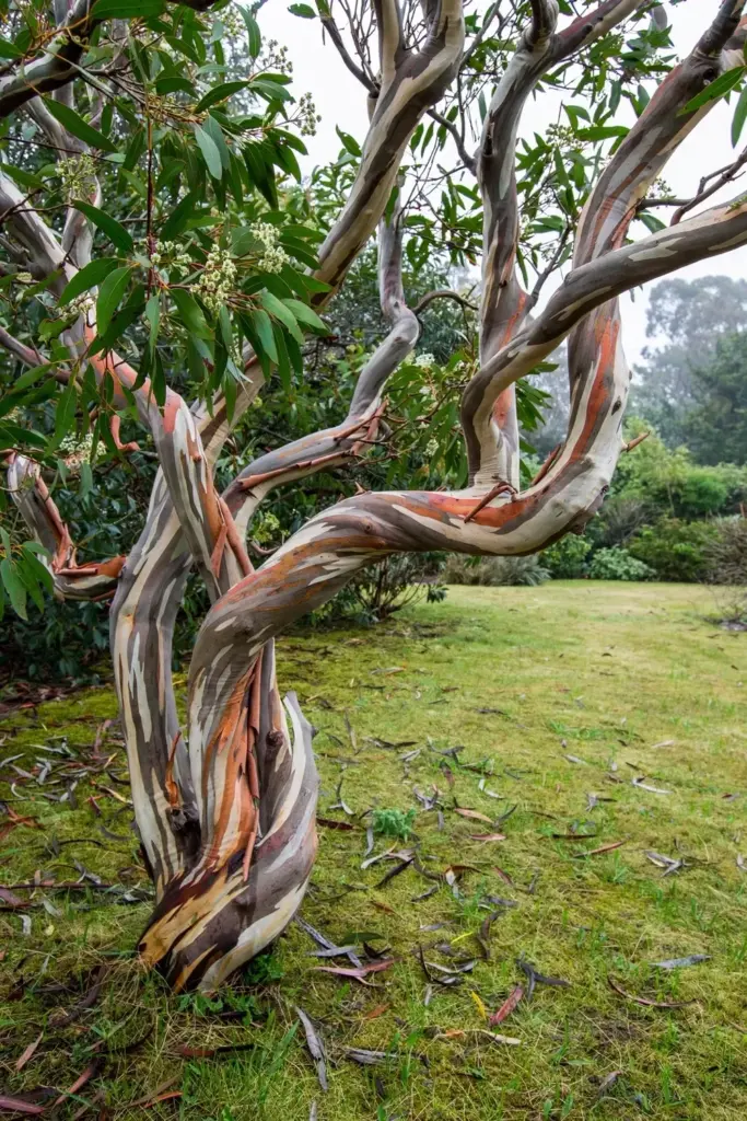 Snow gum with twisted limbs and smooth patterned bark in cream gray and rust