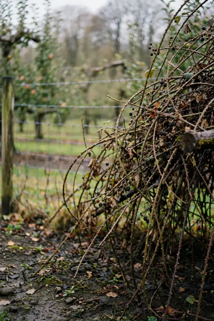Brambles crowding an orchard fence line.