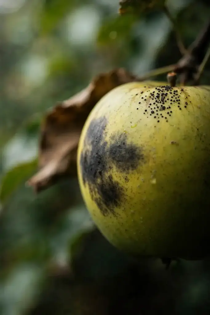 Single apple carrying both sooty blotch smudges and flyspeck dots.