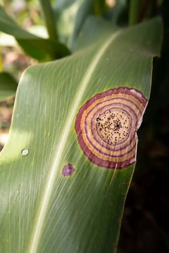 Sorghum leaf lesion with concentric purple and tan rings and dark sclerotia dots.