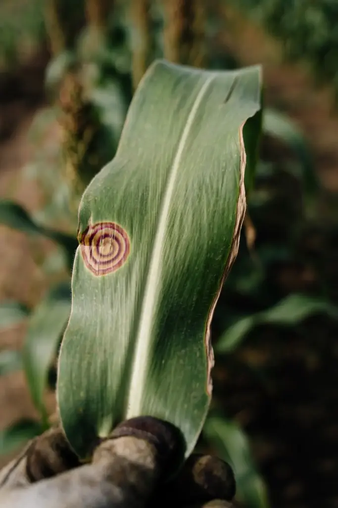 Sorghum leaf with light banding held up for a field decision by a worn garden mitt.