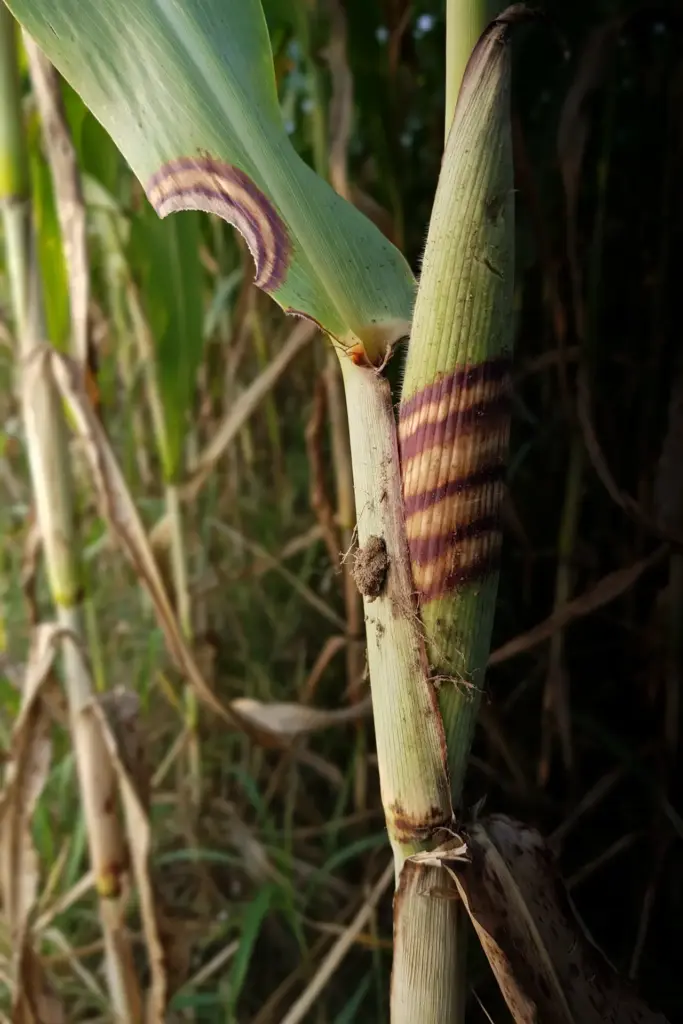 Sorghum leaf sheath with a banded lesion and a semicircular margin lesion.