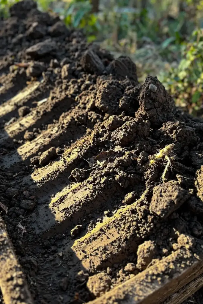 Deeply turned dark garden soil with rough clods after cleanup