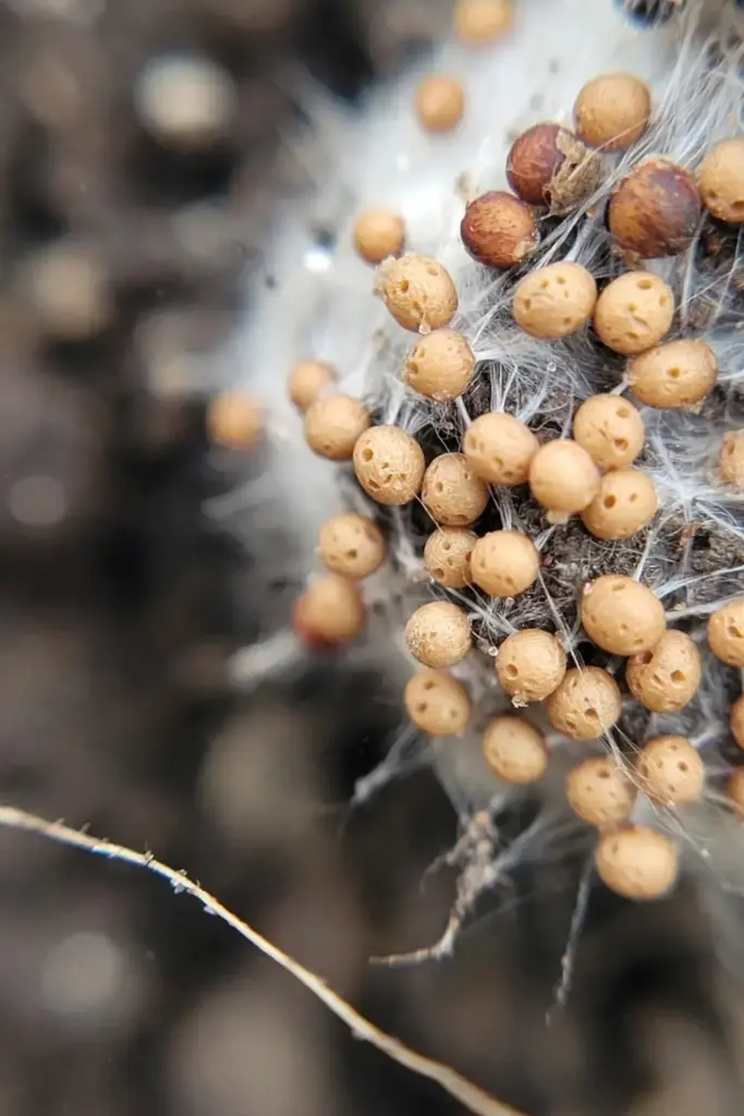 Extreme macro of round tan sclerotia like mustard seeds on white fungal mycelium